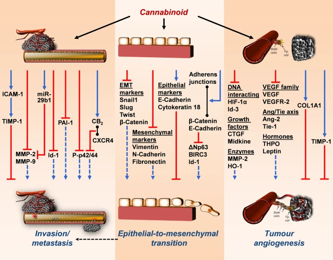 Canabinoides e Câncer: Potenciais propriedades antitumorais 5 Mecanismos de efeitos anti-invasivos, antimetastáticos, anti-epiteliais para mesenquimais e anti-angiogênicos dos canabinoides nas células cancerígenas. As setas pretas que emanam do canabinoide mostram as respectivas estruturas ou níveis modulados. As setas coloridas indicam os efeitos inibitórios (vermelhos) e estimulatórios (azul) dos canabinoides em alvos envolvidos na invasão/metástase de células cancerígenas, angiogênese e transição epitelial para mesenquimal. Setas tracejadas azuis indicam estimulação reduzida de cada efeito pelo tratamento com canabinoides. Linhas pretas com círculos em ambas as extremidades indicam a formação de ligação e dímero entre os respectivos parâmetros. A seta tracejada preta indica a relação funcional entre a transição epitelial para mesenquimal e a invasão/metástase. Fonte: Hinz, B., Ramer, R. Cannabinoids as anticancer drugs: current status of preclinical research. Br J Cancer 127, 1–13 (2022). https://doi.org/10.1038/s41416-022-01727-4