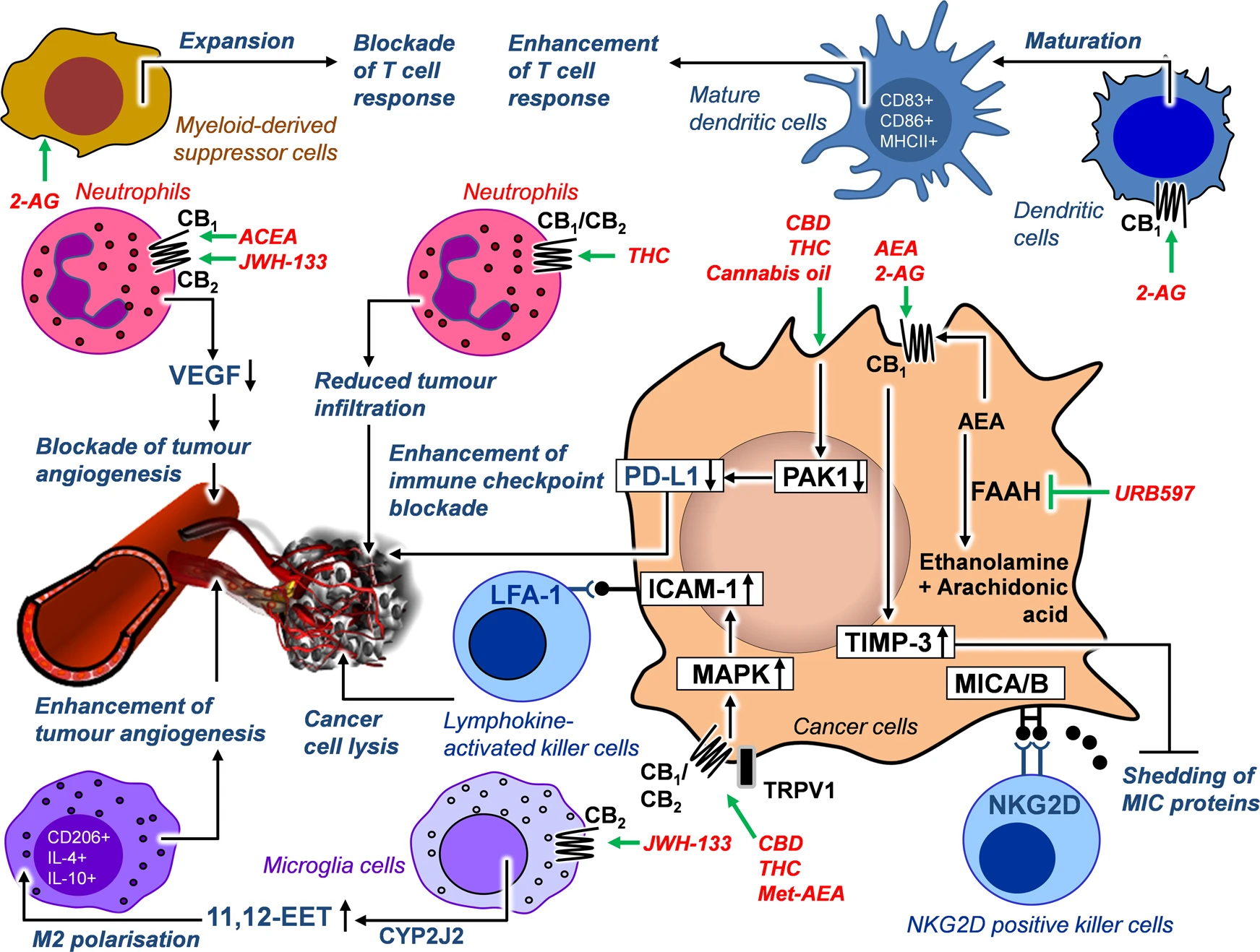 A cannabis pode ajudar no combate ao câncer? 3 Efeitos dos compostos canabinoides na interação tumor-imune. As setas verdes indicam o local de ação específico dos canabinoides indicados. Linhas pretas com círculos no final indicam interações com o receptor. As setas pretas indicam uma consequência funcional ou regulatória do tratamento com canabinoides. A indicação "CB1/CB2" significa que as substâncias listadas aqui atuam através de ambos os receptores canabinoides. Fonte: Hinz, B., Ramer, R. Cannabinoids as anticancer drugs: current status of preclinical research. Br J Cancer 127, 1–13 (2022). https://doi.org/10.1038/s41416-022-01727-4