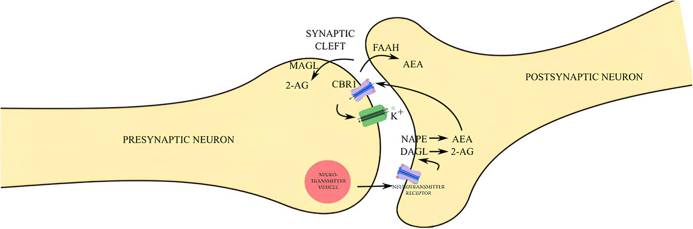 Cannabis medicinal: Uma nova perspectiva para o aumento do apetite e peso corporal em pacientes com caquexia e anorexia 1 Representação esquemática da sinalização do sistema endocanabinoide (SEC). A liberação de neurotransmissores pelo neurônio pré-sináptico ocorre em resposta ao influxo de Ca²⁺, promovendo sua exocitose para a fenda sináptica e subsequente ligação aos receptores específicos na membrana do neurônio pós-sináptico. Essa ativação estimula as enzimas NAPE-PLD e DAGL, responsáveis pela síntese dos endocanabinoides AEA e 2-AG, respectivamente. Por serem moléculas hidrofóbicas, AEA e 2-AG difundem-se retrogradamente até os receptores canabinoides tipo 1 (CB1R) localizados na membrana pré-sináptica. A ativação do CB1R, acoplado à proteína Gᵢ, inibe os canais de Ca²⁺ voltagem-dependentes, promove a abertura de canais de K⁺ e induz a hiperpolarização da membrana, reduzindo o influxo de Ca²⁺ e, consequentemente, a liberação de neurotransmissores. Após sua ação, o 2-AG é degradado pela monoacilglicerol lipase (MAGL) na terminação pré-sináptica, enquanto a AEA é degradada pela amida hidrolase de ácido graxo (FAAH), predominantemente na membrana pós-sináptica. Fonte: Kurtov M, Rubinić I, Likić R. The endocannabinoid system in appetite regulation and treatment of obesity. Pharmacol Res Perspect. 2024.