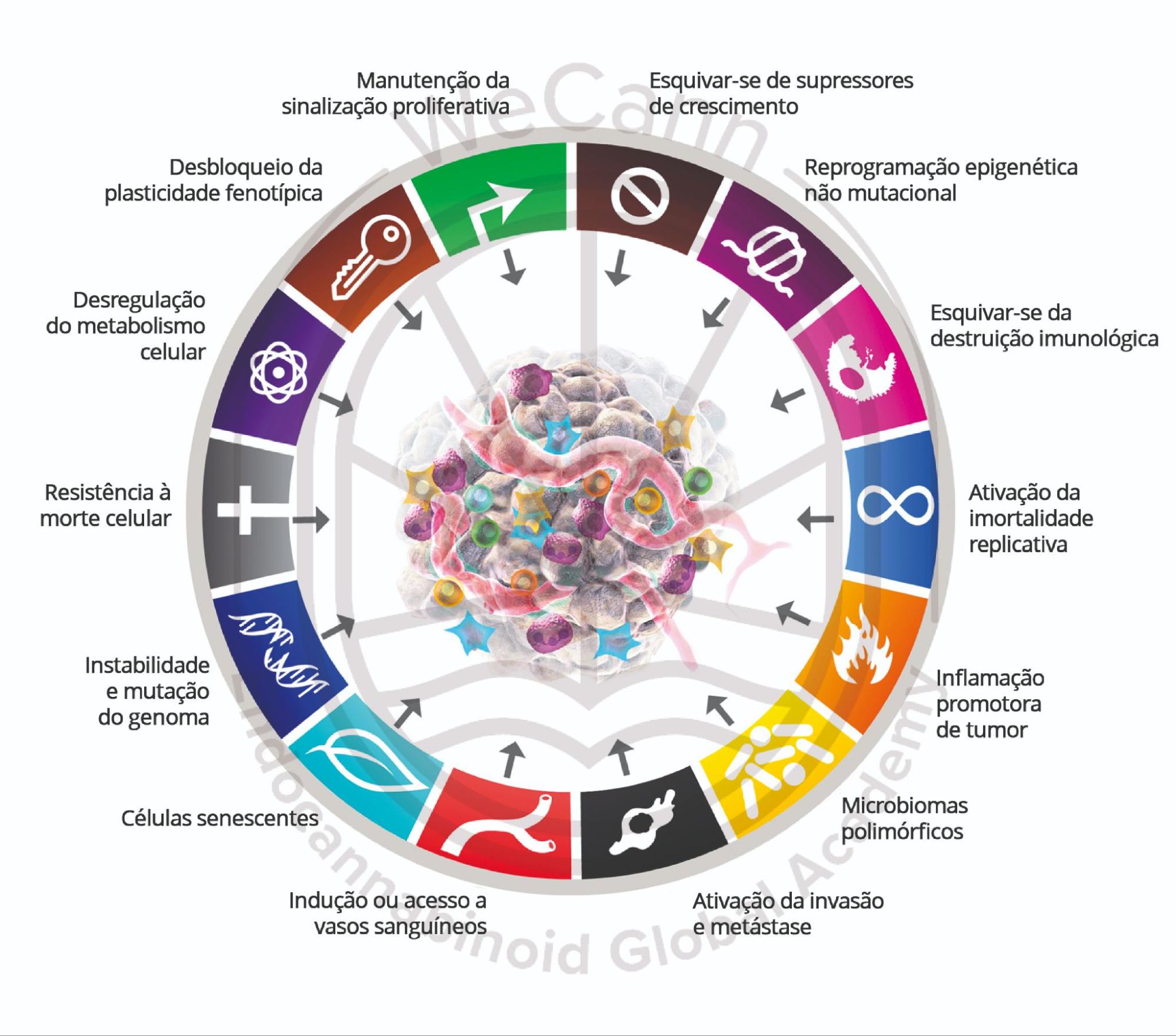 A cannabis pode ajudar no combate ao câncer? 1 Versão atualizada das características do câncer de Douglas Hanahan, representando os principais mecanismos fisiopatológicos utilizados pelas células cancerígenas para escapar dos mecanismos homeostáticos e promover a progressāo da doença. Note que, dadas as ações pleiotrópicas e pró- homeostáticas do SEC, os medicamentos à base de cannabis podem ter impacto na maioria dessas características, prejudicando a fisiopatologia do câncer e exercendo assim, potenciais efeitos terapêuticos, especialmente em combinação com outras terapias disponíveis. Fonte: MONTAGNER, Patrícia; DE SALAS-QUIROGA, Adán. Tratado de Medicina Endocanabinoide.1. ed. WeCann Endocannabinoid Global Academy, 2023.