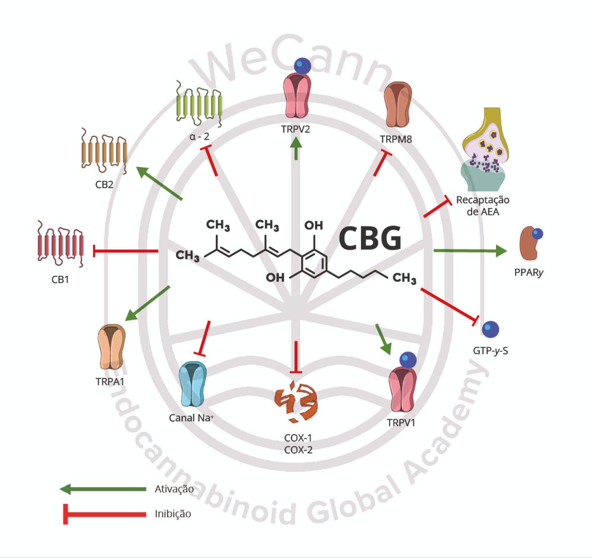 Canabigerol (CBG): o canabinoide mãe 2 Mecanismo de ação do Cannabigerol sobre os receptores endógenos. Fonte: MONTAGNER, Patrícia; DE SALAS-QUIROGA, Adán. Tratado de Medicina Endocanabinoide.1. ed. WeCann Endocannabinoid Global Academy, 2023.