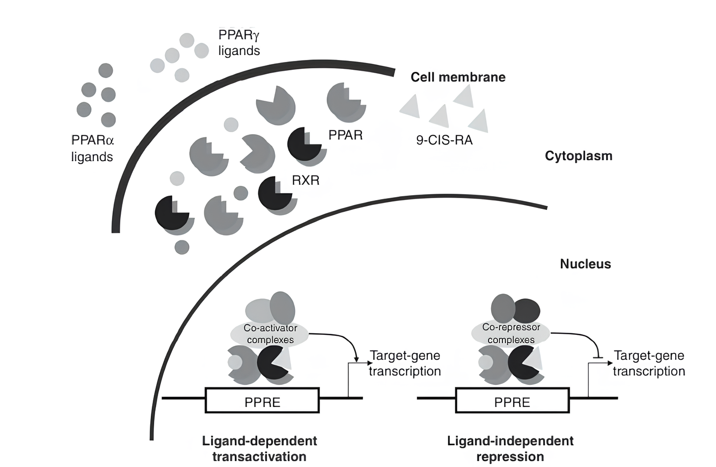 Amorfrutinas e seus efeitos metabólicos 2 Regulação transcricional pelos PPARs. Fonte: Lavecchia A, Di Giovanni C. Amorfrutins are efficient modulators of peroxisome proliferator-activated receptor gamma (PPARγ) with potent antidiabetic and anticancer properties: a patent evaluation of WO2014177593 A1. Expert Opin Ther Pat. 2015;25(11):1341-7.