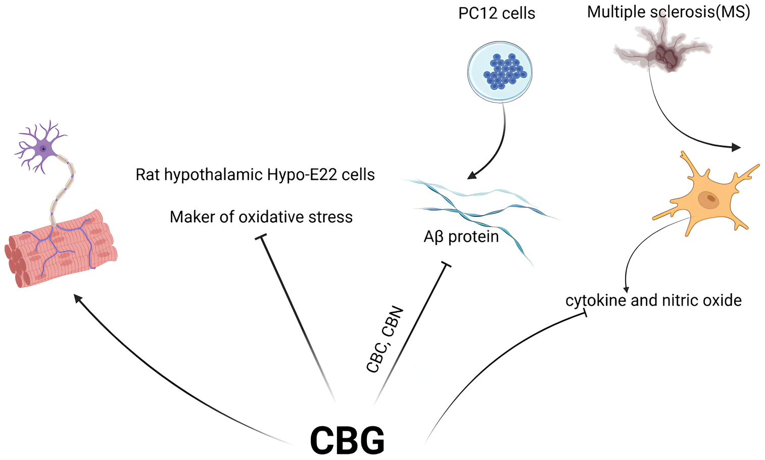 Canabigerol (CBG): o canabinoide mãe 3 Os efeitos neuroprotetores do CBG. O tratamento com CBG melhorou a função motora e reduziu um marcador de estresse oxidativo no hipotálamo. Em combinação com CBC e CBN, o CBG mitigou significativamente os efeitos tóxicos da proteína Aβ nas células PC12. Além disso, o CBG diminuiu a produção de citocinas e óxido nítrico associado à EM. Fonte: Li, Shijia et al. “Cannabigerol (CBG): A Comprehensive Review of Its Molecular Mechanisms and Therapeutic Potential.” Molecules (Basel, Switzerland) vol. 29,22 5471. 20 Nov. 2024, doi:10.3390/molecules29225471