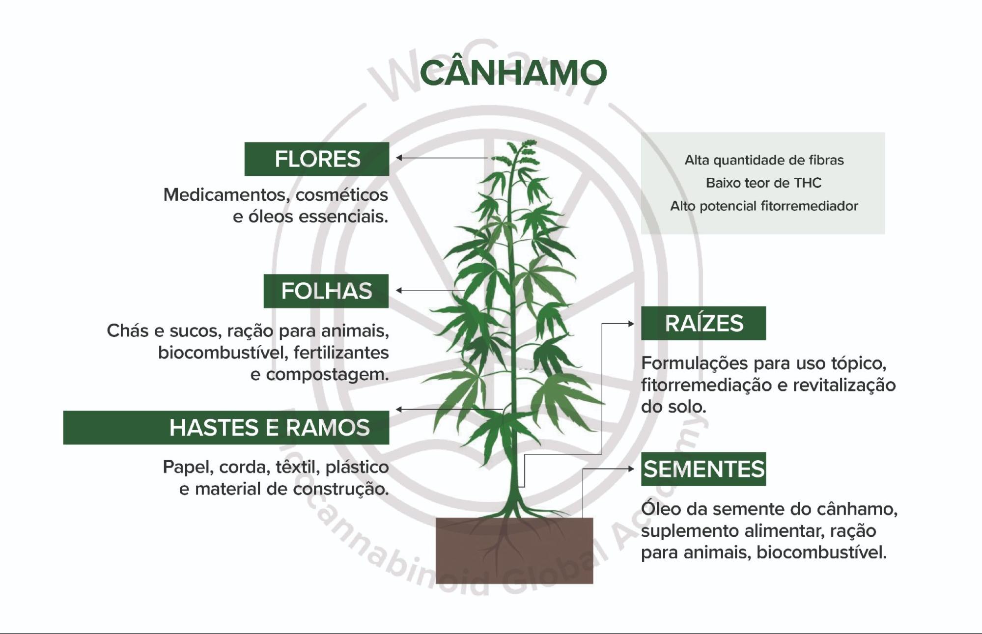 Cânhamo: Diferenças entre as plantas e suas aplicações industriais e terapêuticas 1 Cânhamo: Estrutura e suas diversas aplicações. Fonte: MONTAGNER, Patrícia; DE SALAS-QUIROGA, Adán. Tratado de Medicina Endocanabinoide.1. ed. WeCann Endocannabinoid Global Academy, 2023.