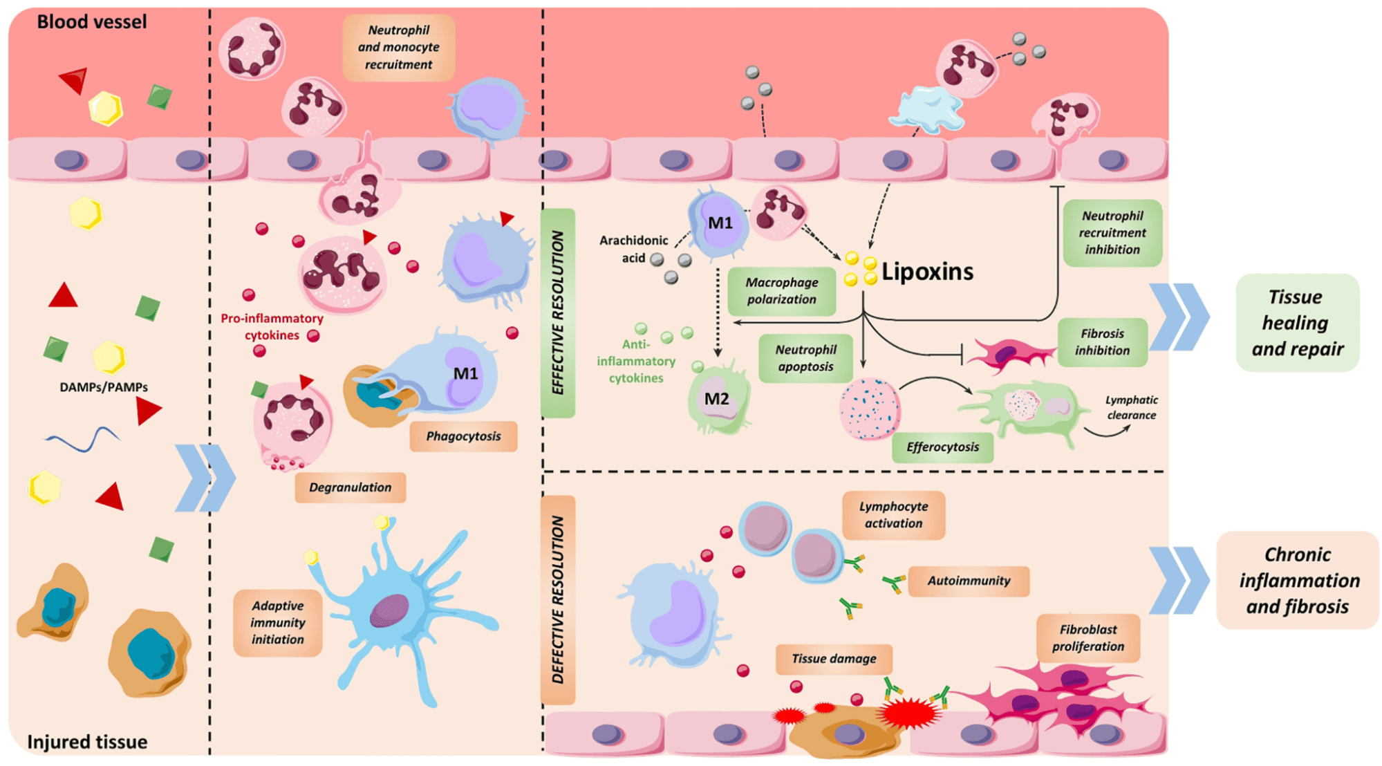 Lipoxina: O papel na inflamação e resolução 1 Estágios do processo inflamatório. Fonte: JAÉN, R. I. et al. Resolution-Based Therapies: The Potential of Lipoxins to Treat Human Diseases. Frontiers in Immunology, Sec. Inflammation, v. 12, 22 abr. 2021. Disponível em: https://doi.org/10.3389/fimmu.2021.658840.