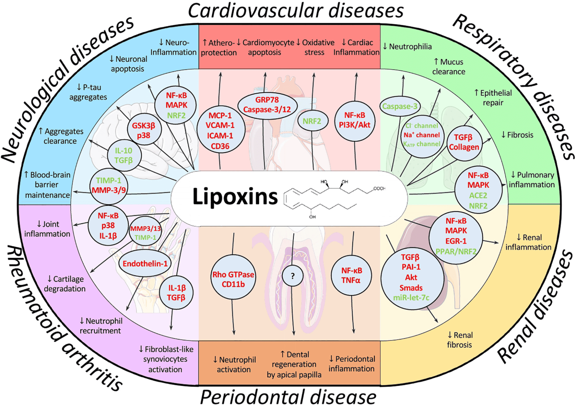 Lipoxina: O papel na inflamação e resolução 3 Visão geral esquemática das principais vias de sinalização moduladas pelas lipoxinas e seus efeitos nas patologias. Fonte: JAÉN, R. I. et al. Resolution-Based Therapies: The Potential of Lipoxins to Treat Human Diseases. Frontiers in Immunology, Sec. Inflammation, v. 12, 22 abr. 2021. Disponível em: https://doi.org/10.3389/fimmu.2021.658840.