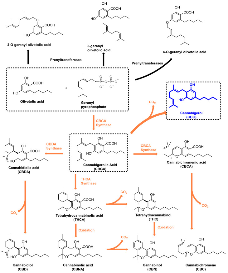 Canabigerol (CBG): o canabinoide mãe 1 Estruturas químicas e vias de biossíntese dos canabinoides primários. Fonte: Li, Shijia et al. “Cannabigerol (CBG): A Comprehensive Review of Its Molecular Mechanisms and Therapeutic Potential.” Molecules (Basel, Switzerland) vol. 29,22 5471. 20 Nov. 2024, doi:10.3390/molecules29225471