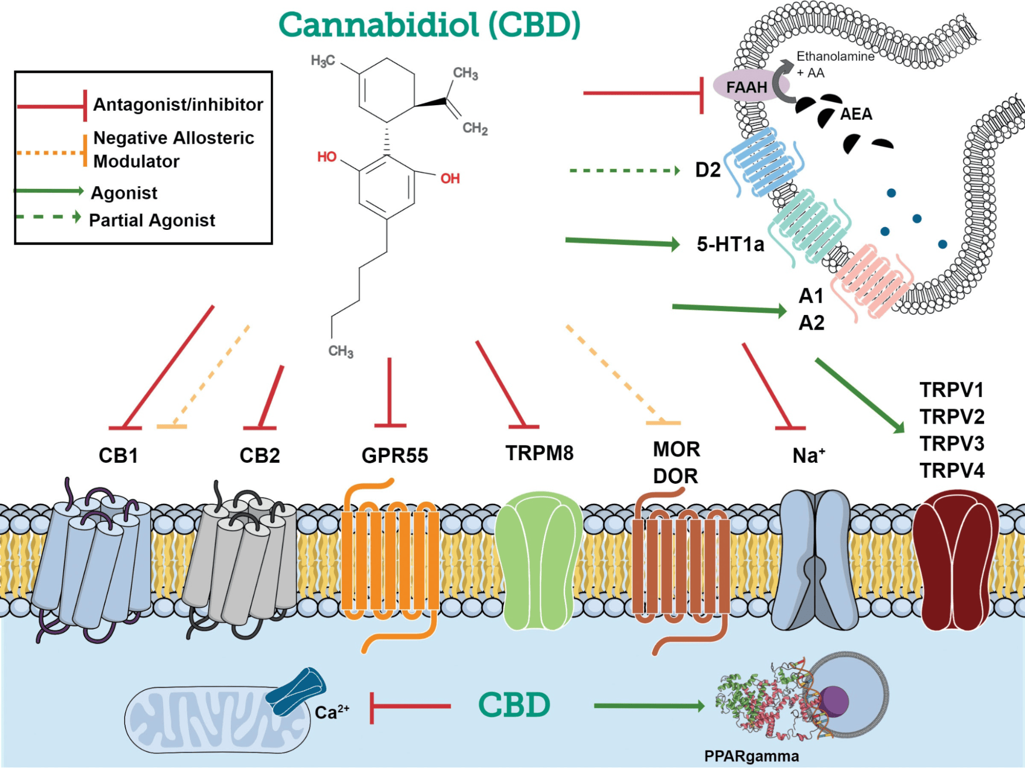 Canabidiol (CBD): Uso e benefícios 1 Diversos alvos moleculares do CBD. Fonte: Sideris, Alexandra PhD*,†,‡; Doan, Lisa V. MD§. An Overview of Cannabidiol. Anesthesia & Analgesia 138(1):p 54-68, January 2024. | DOI: 10.1213/ANE.0000000000006584