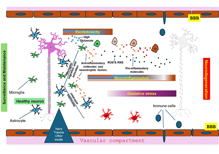 Canabinoides e Neuroproteção: Uma nova perspectiva na medicina 1 Mecanismos que levam à neurodegeneração. Fonte: Hasbi A, George SR. Multilayered neuroprotection by cannabinoids in neurodegenerative diseases. Explor Neuroprot Ther. 2025;5:100498. https://doi.org/10.37349/ent.2025.100498